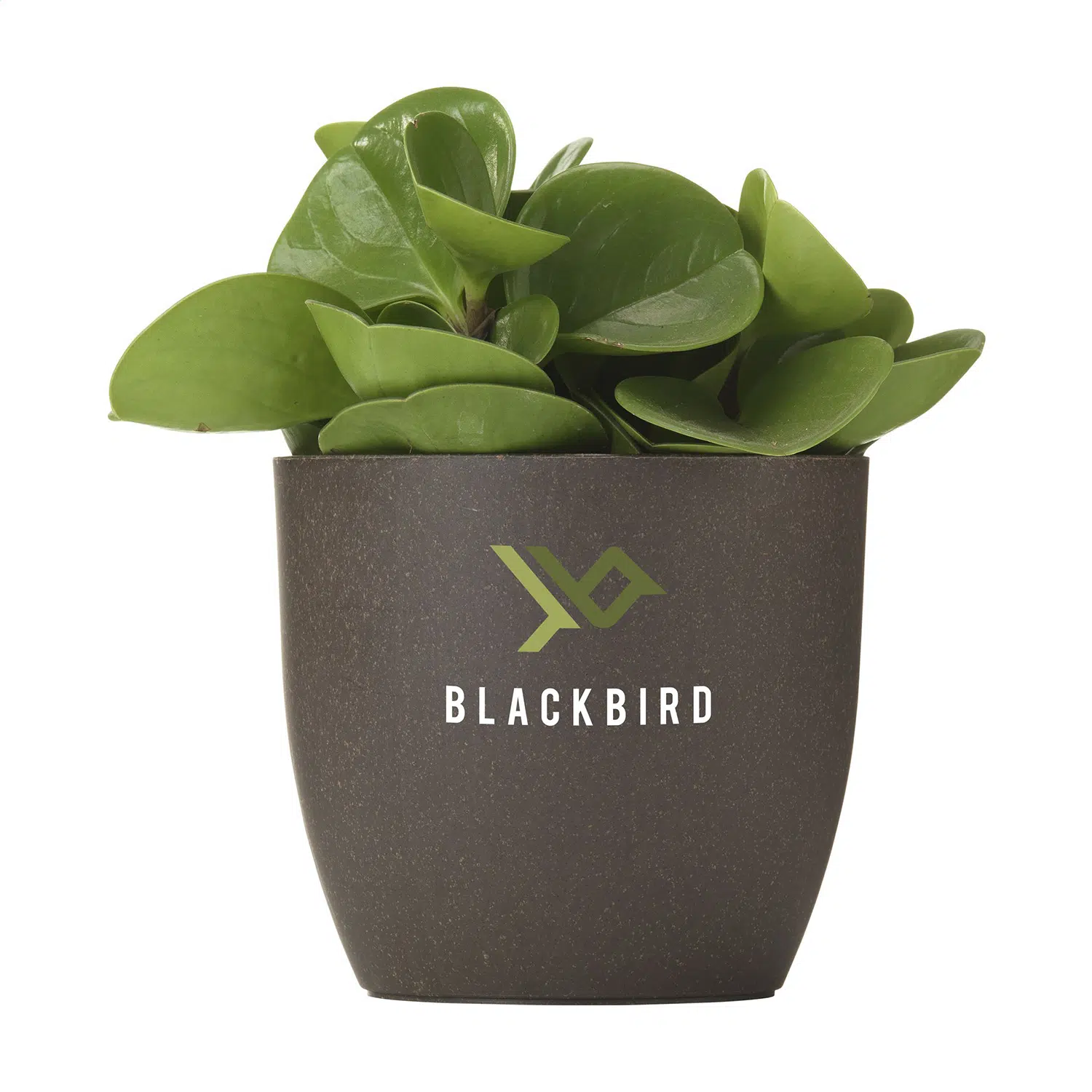 Pot de fleurs compostable personnalisable en marc de café – Image 2