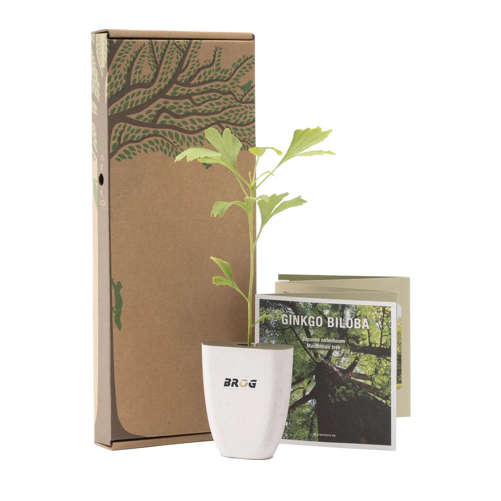 Noyer du Japon – Pot en bois et herbe d’éléphant – Image 4